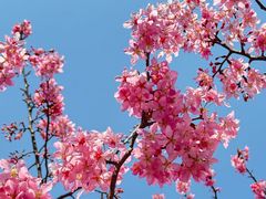 -顾村公园