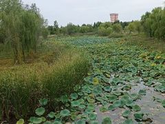 -南湖国家城市湿地公园