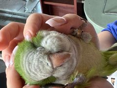 -吉丁鸟咖·异宠·寄养