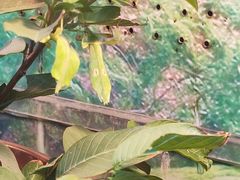 -上海大自然野生昆虫馆(东方明珠·爬宠昆虫探索中心)