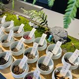 变身爱丽丝🧚‍♀️喝一次绿野仙踪的下午茶