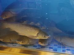 -粤顺渔坊·中山脆肉鲩火锅(清湖店)