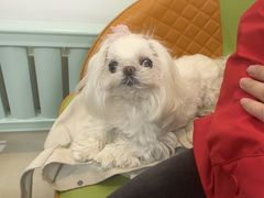 -北京观赏动物医院·24小时大型综合·猫专科·异宠专科