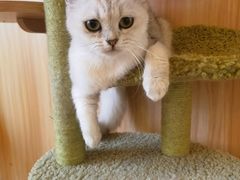 -猫的茶·猫咖