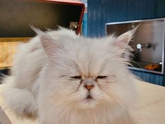 -more than meow吴止猫主题餐厅(承德 中船汇店)