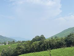 -白茶原·一片叶子