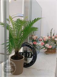 点击看大图 -慕名造型