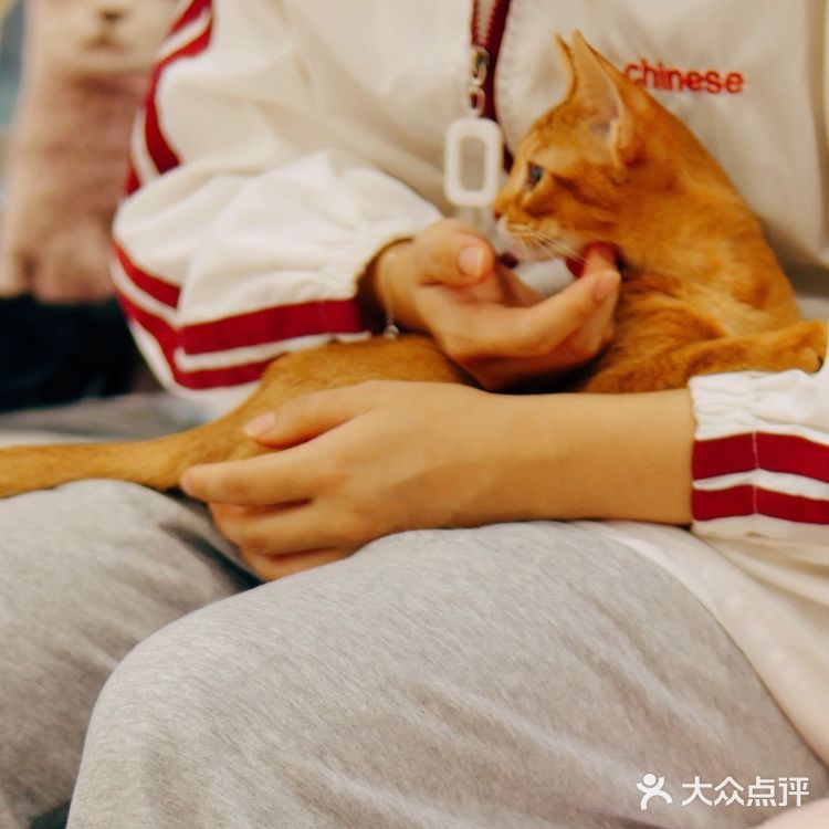 帕贝斯特猫花园|埃及艳后的万圣夜🎃🎃