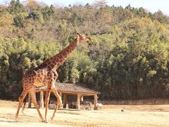 -杭州野生动物世界