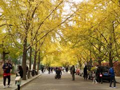 -三里屯东五街银杏大道