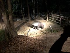-清迈夜间动物园