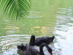 -西双版纳总佛寺