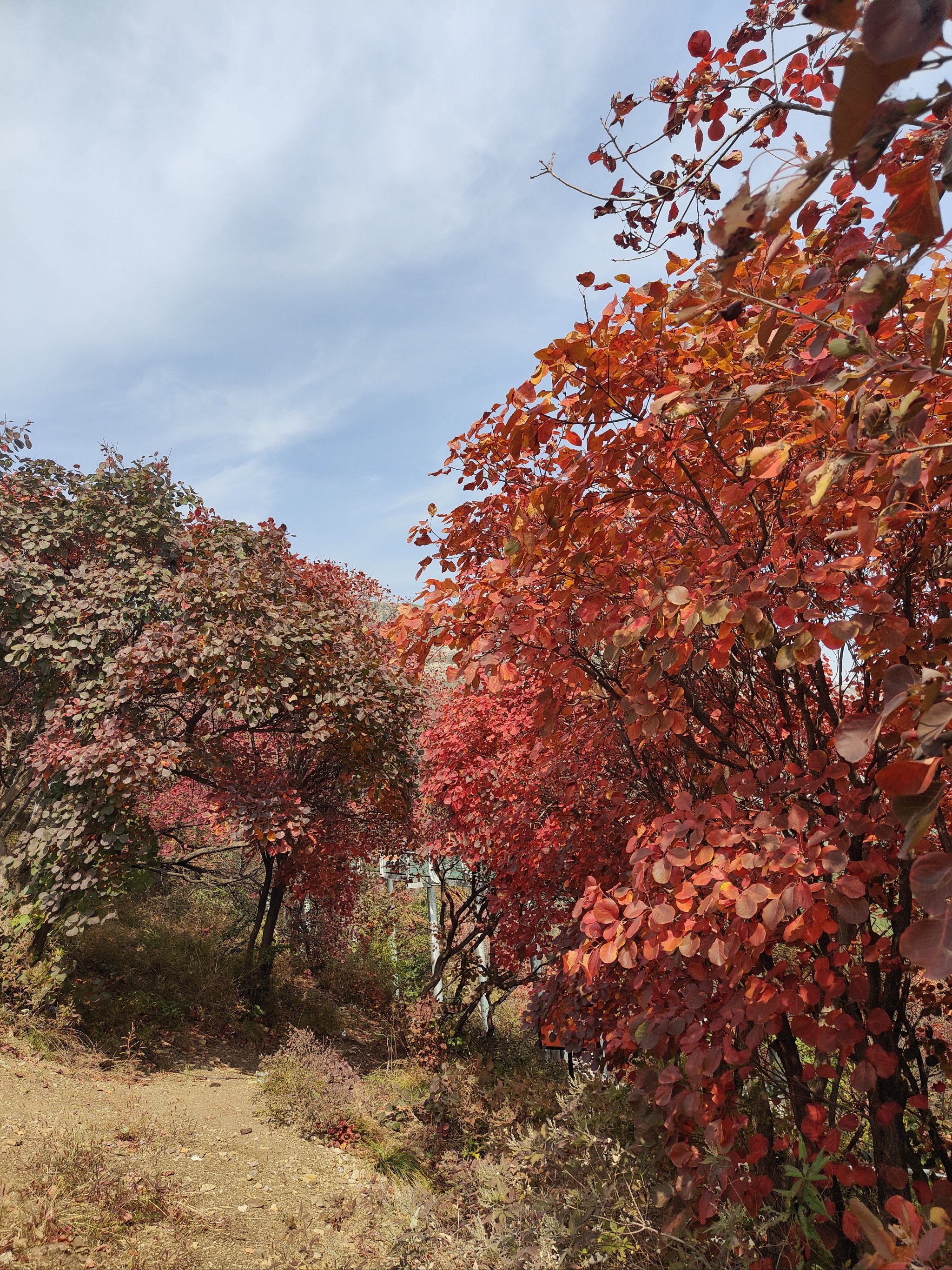 红叶柿岩春节免费图片