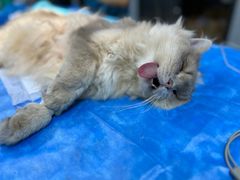 -创凡宠物医院·骨专科  猫科中心(西乡分院)