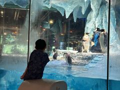 -帝企鹅自助餐厅•儿童岛•真企鹅(长隆企鹅酒店)