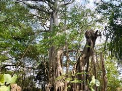 -瑞丽独树成林风景区