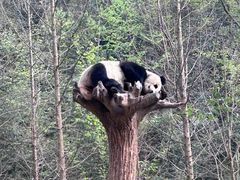 -都江堰中华大熊猫苑