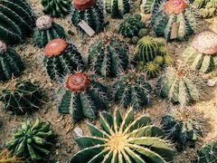-深圳仙湖植物园