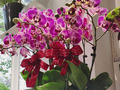 -FEI FEI FLOWER鲜花店·气球派对·宝宝宴布置(虹口德必运动Loft店)