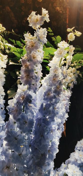 猛虎玫瑰图片 - 第170张