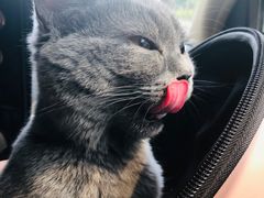 -瑞鹏宠物医院·爱宠堂·骨外专科(西荷分院)