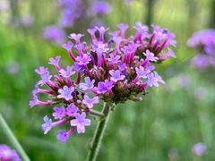 -西湖风景区-江洋畈生态公园