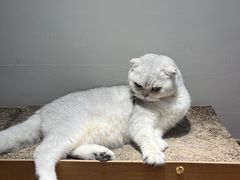 -有猫主题·治愈系猫咖(曾厝垵店)