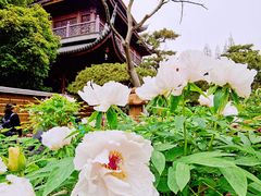 -龙华寺