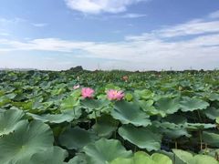 -荷塘月色湿地公园·向阳花洲