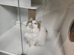 -十月米努特矮脚猫舍