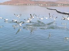 -大理洱海