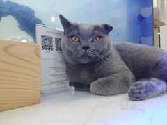 -喵园·猫主题咖啡厅·撸猫·猫咖(国贸店)