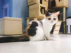-喵的天空名猫咖啡馆·撸猫·猫舍·用品
