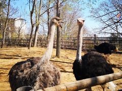 -大连森林动物园