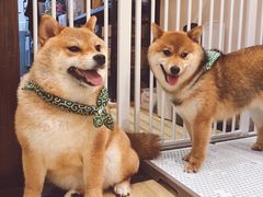 -逗柴咖啡屋·狗咖猫咖宠物桌游