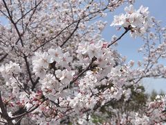 -顾村公园