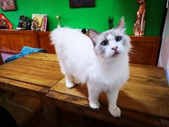 -李小姐の猫咖啡馆(五角场店)