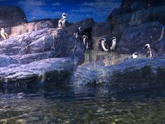 -暹罗海洋世界