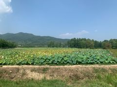 -四明湖