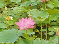 -莲花池公园