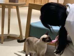 -藏猫猫咖啡主题馆(中央大道店)