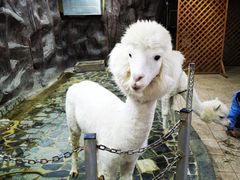 -上海大自然野生昆虫馆(东方明珠·爬宠昆虫探索中心)