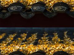 -千年银杏谷文化旅游区