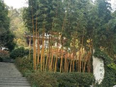 android_upload_pic-十八棵（老龙井）御茶园(老龙井店)