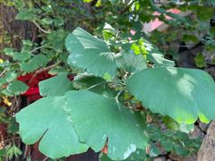 -遵化市禅林寺古银杏风景园