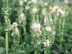 -东莞植物园