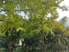 -重庆市江北嘴中央商务区中央公园