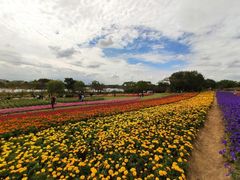 -杭州湾海上花田景区