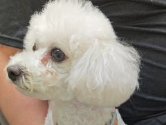 -美联众合动物医院·24h转诊中心