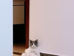 -pd派德宠物中心医院24H急重症·眼科中心·血液透析中心(嵩山北路店)